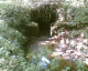 060901.Coney_Wood3_t.gif