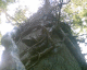 060902.ConeyWood_tree_t.gif
