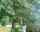 060906.Patrici's_tree_t.gif