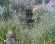 060906.anniversry_pond_t.gif