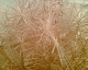 060914.spirogyra_t.gif