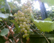 060915.Green_grapes_t.gif