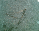 060916.Smashed_glasses_t.gif