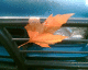 060921.Autumn_cometh_t.gif