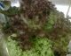 060927.Living_lettuce_t.gif