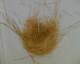 061002.hanging_nest_t.gif