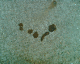 061102.dog_shit_t.gif