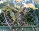 061119.Autumn_grapes_t.gif