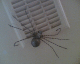 061119.spider_t.gif