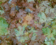 061125.leaves_t.gif