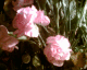 061210.Pinks_t.gif