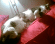 061220.Tummy_t.gif