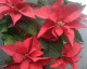 061226.Xmas_flower_t.gif