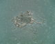 061227.Dead_rat_t.gif