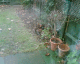 061227.Live_squirrel_t.gif