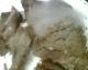 070104.mouldy_beef_t.gif