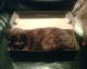 070106.Cat_in_box_t.gif