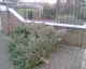 070108.four_trees_t.gif
