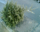 070108.out_cold_t.gif