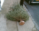 070109.dead_Xmas_tree_t.gif