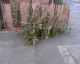 070113.dead_8_t.gif