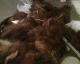 070115.More_hair_t.gif