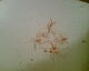 070117.LongLegs_grave_t.gif