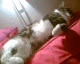 070120.Trix_t.gif