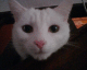 070202.Devil_cat_t.gif