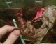 070206.Human_hair_lingerie_t.gif