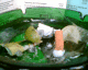 070208.Basket_weavers_t.gif