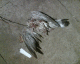 070213.Dead_pigeon_t.gif