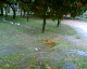 070222.Fallen_orange_t.gif