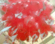 070223.Red_alert_t.gif