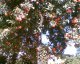 070224.seville_t.gif