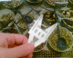 070308.ticket_olives_t.gif