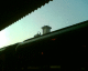 070331.Parallel_seagulls._t.gif