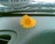 070408.Dandilion_t.gif