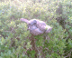 070412.Dead_bird_t.gif