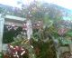 070422.jasmine_t.gif