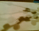 070401.pussy_WILLOW_t.gif