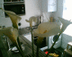 070507.unfinnished_lillies_t.gif