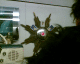 070513.back_stage_t.gif