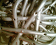 070516stools_t.gif