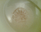 070518.weird_toilet-hair_t.gif