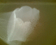 070524.no_jellyfish_t.gif