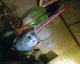 070602.Owl_crush_t.gif