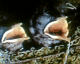 070605.springwatch_wrens_t.gif