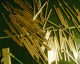 070703.Starting_straws_t.gif