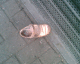 070717.lost_golden_shoe_t.gif